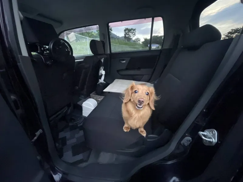 後部座席でくつろぐ犬とCOCOタクの清潔な車内