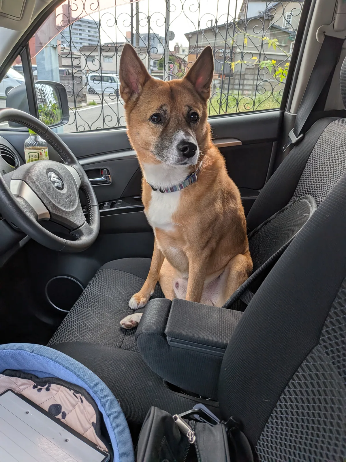 ご送迎中、COCOタクの車内で落ち着いて座っている犬